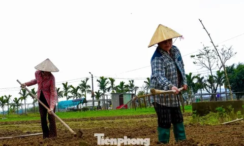 Giá giống tăng cao, nông dân làng rau Đà Nẵng thấp thỏm lo 'mất Tết'