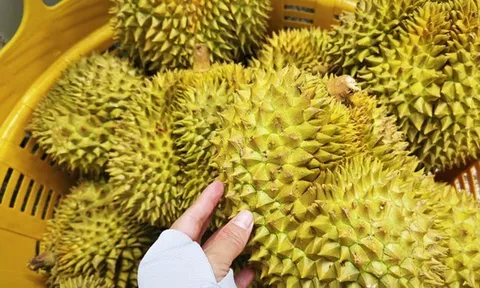 Bộ Nông nghiệp và Môi trường nói gì về vụ án liên quan xuất khẩu sầu riêng?