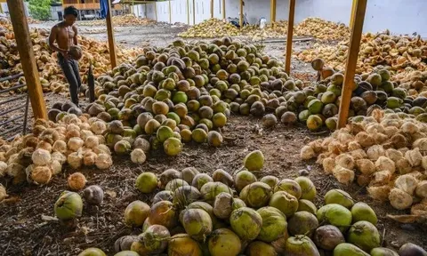 Mỹ miễn thuế với một loại sản vật tỷ đô, nông dân Philippines vẫn gặp khó vì giá rẻ, Việt Nam cũng đang chứng kiến giá lao dốc