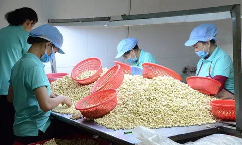 Chỉ 10 tháng, Trung Quốc chi hơn 800 triệu USD nhập loại hạt có thể giúp phòng chừa ung thư từ Việt Nam