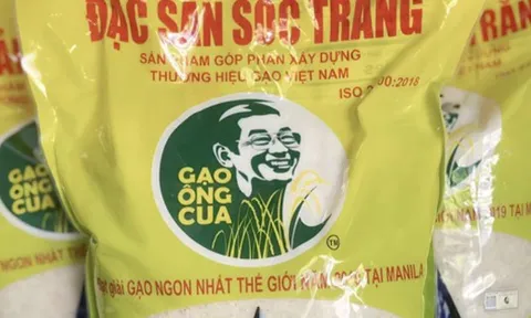 Giống lúa ST25 sản xuất bao nhiêu, bán hết bấy nhiêu