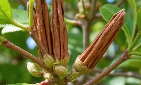 Việt Nam xuất khẩu quế top đầu thế giới, thu trăm triệu USD nhưng đang phụ thuộc nặng vào Indonesia?