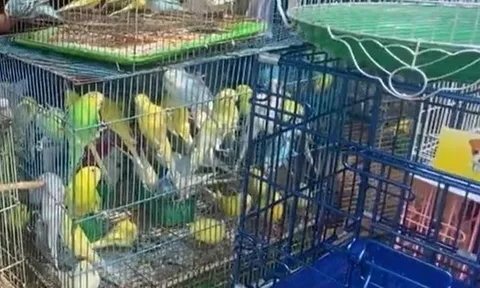 Kiểm tra cửa hàng chim cảnh nổi tiếng ở TPHCM, tạm giữ 341 con chim đủ loại