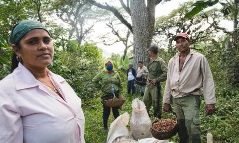 Sau cú bắt tay với gạo Việt Nam, Cuba hợp tác thúc đẩy sản xuất loại nông sản 'vàng treo trên cây' nhưng kém thành công: sản lượng đã giảm 1 nửa trong 5 năm qua