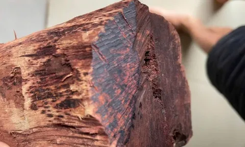 Thương lái ồ ạt thu mua gỗ mán đỉa giá 3 triệu/kg: Kiểm lâm Quảng Trị vào cuộc