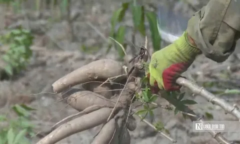 Để nông dân thoát cảnh "bán cả tạ sắn chưa bằng một ngày phụ hồ"