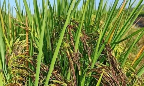 Sau Cuba, Việt Nam tiếp tục đem nhiều loại gạo gây sốt sang trồng tại Nam Mỹ, vừa chuyển giao cả giống lúa lẫn kỹ thuật canh tác