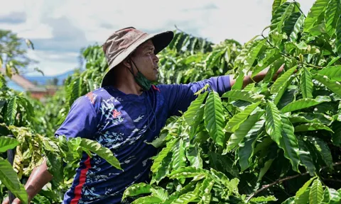 Một nông sản Việt lập dấu mốc chưa từng có sau 35 năm