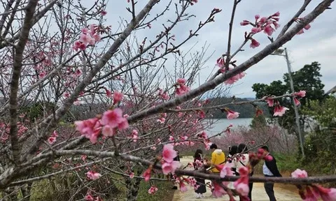 Hàng không, du lịch khẩn trương đổi lịch đón khách dịp Tết Dương lịch 2026