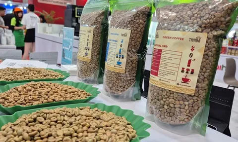 "Cân não" trước vụ cà phê mới