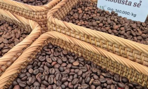 Giá cà phê hôm nay 7-1: Bật tăng, lấy lại mốc quan trọng