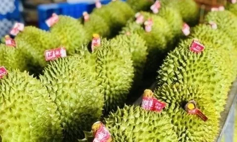 Buồn của sầu riêng Thái Lan, Việt Nam: Thêm một đối thủ chính thức mang hàng đông lạnh sang Trung Quốc