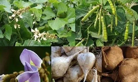 Điều tra, xử lý vụ nghi ngộ độc sau khi ăn hạt quả cây củ đậu