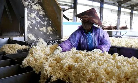 Hàng chục nghìn tấn 'vàng trắng' của Việt Nam ồ ạt đổ bộ quốc gia láng giềng: 1/3 thế giới ưa chuộng, diện tích trồng hơn 900.000 ha