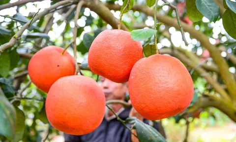 Thứ quả đỏ rực từng chỉ dành cho vua chúa nay được săn lùng trưng Tết với giá 2 triệu/quả