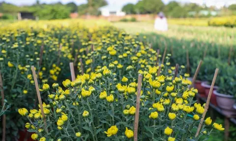 Cúc Đài Loan giá tiền triệu đắt hàng dịp Tết