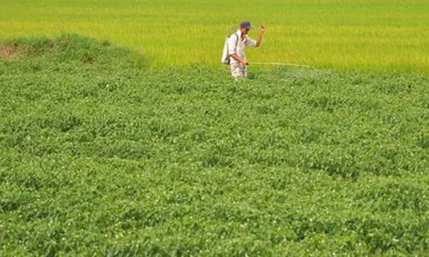 Việt Nam sở hữu loại quả ‘một vốn mười lời’ được Lào, Trung Quốc đua nhau săn đón: thu về tiền tỷ, sản lượng mỗi năm hàng trăm nghìn tấn