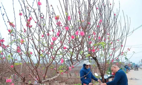 Người Hà Nội nhộn nhịp đi mua đào chơi Tết sớm