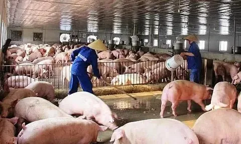 Việt Nam chi gần 2 tỷ USD nhập khẩu thịt