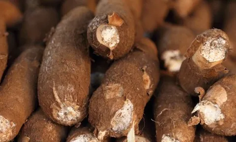 Sản vật được ví như "vàng trắng" dưới lòng đất hơn tỷ USD của Việt Nam xuất khẩu top 3 thế giới đang gặp khó