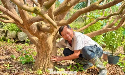 Cận cảnh cụ mai 70 năm độc nhất vô nhị được ‘hét giá’ 3,5 tỷ đồng