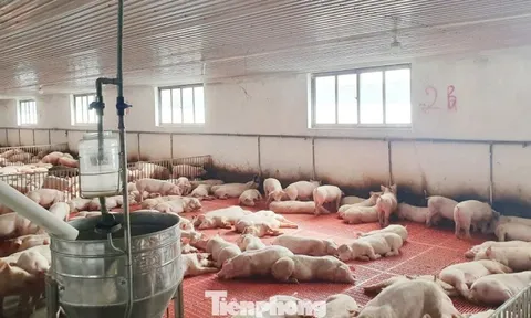 'Lâu lắm rồi người nuôi lợn mới có cái Tết vui như thế này'