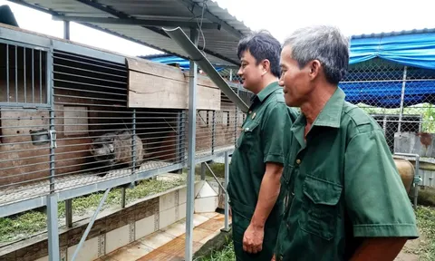 Vay 50 triệu nuôi 100 con vật hoang, tiền ăn 3.000 đồng/con/ngày, cựu chiến binh lãi đậm