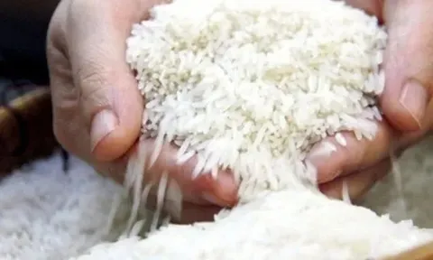 Giá gạo Ấn Độ chạm đỉnh gần một tháng
