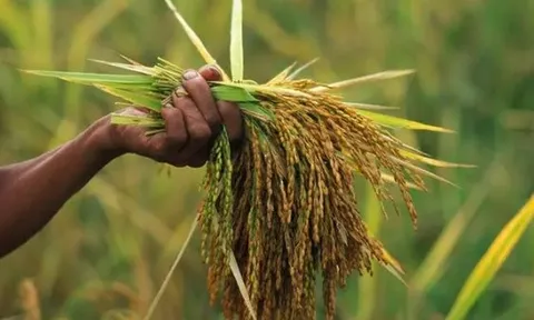 Sau Thái Lan, Việt Nam sắp đón thêm đối thủ gạo mới: Được hưởng ưu đãi thuế nhập khẩu 0%, là ông trùm đứng thứ 4 thế giới