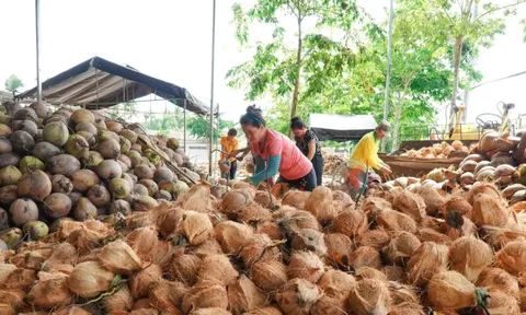 Đằng sau việc dừa gia nhập nhóm xuất khẩu tỷ USD