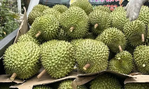 Giá sầu riêng đầu năm cao ngất ngưởng