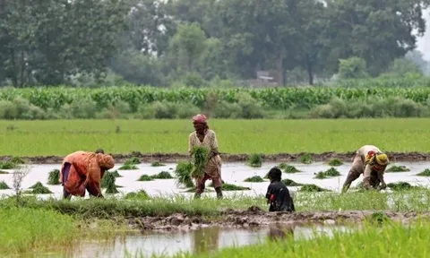 Xuất khẩu gạo của một ông lớn châu Á bất lao dốc hơn 40% vì Ấn Độ - có còn sức đối đầu Thái Lan, Việt Nam?