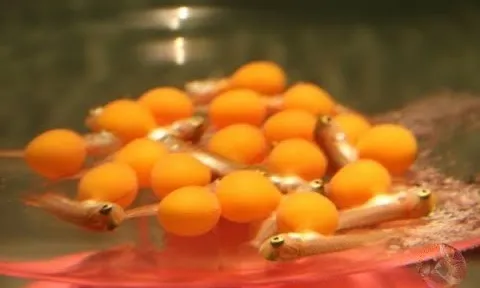 Đề nghị làm rõ nguyên nhân vụ nghi ngộ độc trứng cá cảnh khiến 13 người nhập viện