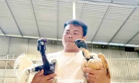 Người đàn ông kiếm bộn tiền từ gà 'mặt quỷ'