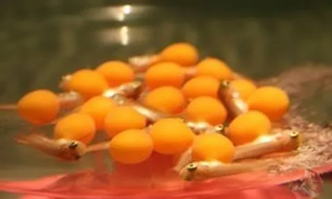 Đề nghị làm rõ nguyên nhân vụ nghi ngộ độc trứng cá cảnh khiến 13 người nhập viện