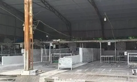 Tận thấy lò mổ gần 300 tấn lợn bệnh ở Hà Nội