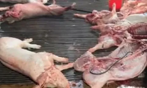 Vụ heo bệnh vào trường học: Công ty CP Dịch vụ suất ăn Công nghiệp Hà Nội nói mình là "nạn nhân"