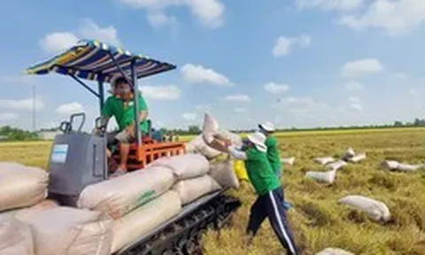 Giá lúa gạo tăng mạnh