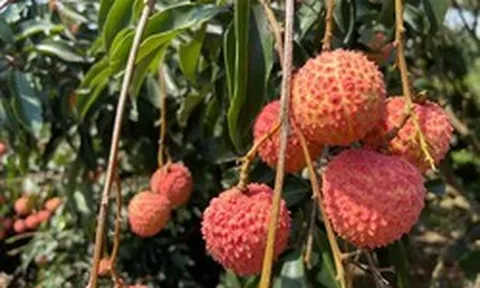Sản lượng giảm mạnh, vải đầu vụ giá từ 50.000 - 70.000 đồng/kg
