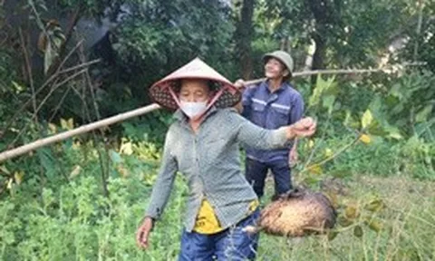 Săn trứng kiến trong rừng, kiếm tiền triệu mỗi ngày