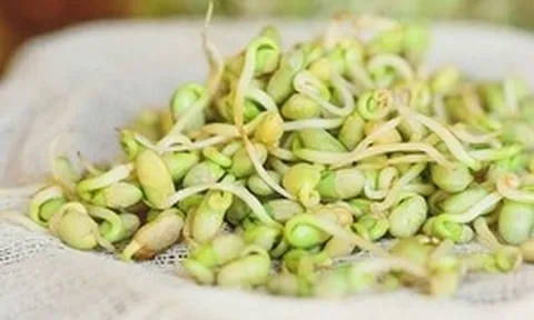 Đừng vội vứt! Những loại thực phẩm càng nảy mầm càng bổ dưỡng, nhiều người vẫn tưởng phải bỏ ngay