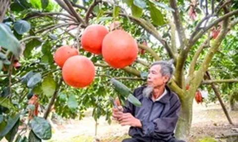 Loại quả Việt Nam lọt top ngon nhất thế giới: Chỉ có ở Thanh Hóa, mỗi năm thu 1 lần, cận vụ càng khó mua