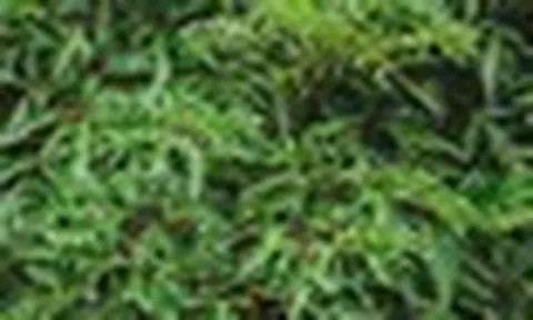 Không chỉ "bổ như sâm", các nhà khoa học Việt Nam phát hiện thêm 1 tác dụng quý của cây đinh lăng
