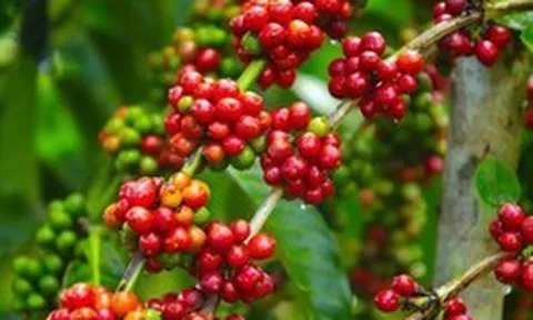 Giá cà phê tiếp tục tăng