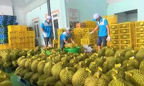 Yêu cầu 'hỏa tốc' thông quan cho nông sản