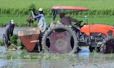 Việt Nam mang sang một thứ chưa từng có, Cuba hồi sinh những cánh đồng từng tuyệt vọng, lúa cao gần 1,8m