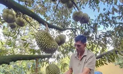Đấu giá sầu riêng tại vườn: Bất ngờ về loại A