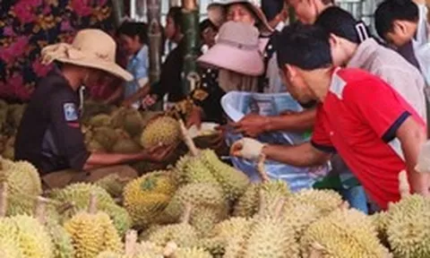 Chưa kịp mừng vì xuất khẩu sang Trung Quốc tăng mạnh, sầu riêng Campuchia lại gặp sóng gió