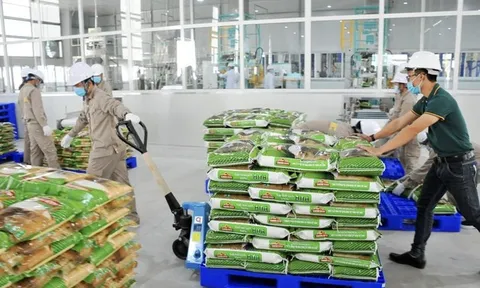 Doanh thu quý II của Vinaseed giảm gần 25%, hàng tồn kho vượt 1.000 tỷ đồng