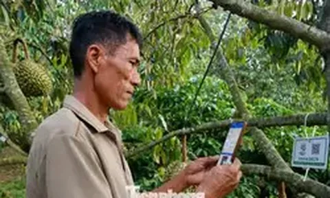 Tiết lộ về 'tờ giấy quyền lực' xuất khẩu sầu riêng